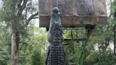 'He was massive': Mississippi alligator hunters catch 13-foot, 650-pound giant amid storm