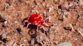 Velvety red arachnids are looking for love and food in Texas