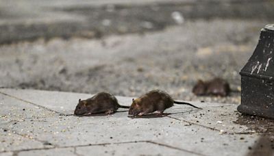 Rat-mitigation ambassadors wanted in New York City. Here's how you can volunteer.