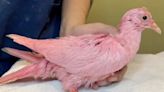 Bizarre pink pigeon found in New York City may have been dyed