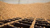 Why growing milling wheat is reducing risk for Sentry - Farmers Weekly