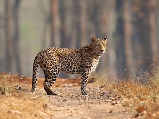 Villagers in UP's Budaun panic over suspected footprints of leopard, wolf