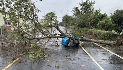 黃金大道上郵差遭砸死 公路局巡檢547棵黃花風鈴木