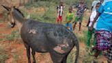 Donkey cart loaded with explosives kills a police officer and critically injures 4 others in Kenya