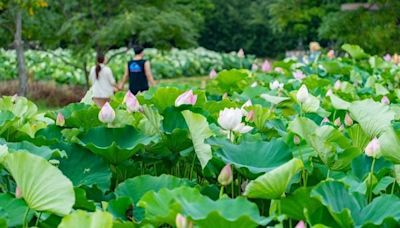 2024桃園蓮花季開幕 蓮田綻放蓮花歡迎來欣賞