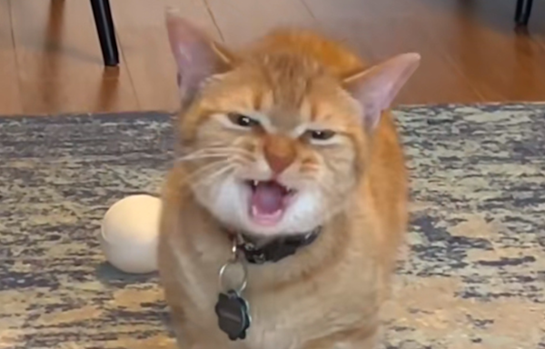 Cala, The Viral 'I Go Meow' Singing Cat, Has Passed Away