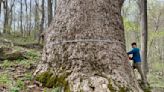 Documenting and preserving Virginia’s largest, most revered trees