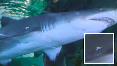 El "agresivo" ritual de apareamiento de 'Txuri' y 'Conchita', los tiburones toros de Donostia: "El macho va como una moto"