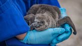 Zoo hails arrival of nine endangered penguin chicks