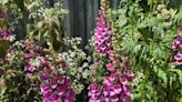 Charity founder inspires Chelsea Flower Show garden