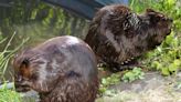 'Nuisance' beavers relocated, put to work in dried-up watershed | CBC News