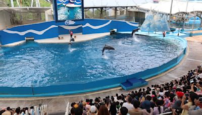 再見鯨豚秀3：遠雄海洋公園海豚秀1年後落幕，轉型救援教育基地 - TNL The News Lens 關鍵評論網