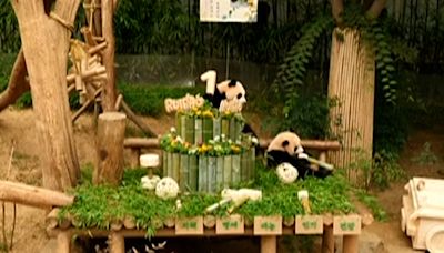 South Korea’s beloved giant panda twin cubs celebrate their first birthday