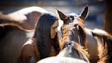 Horses came to American West by early 1600s, study finds