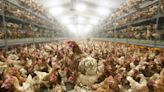 La OMS recibió la notificación de la muerte de una mujer por gripe aviar H3N8 en China
