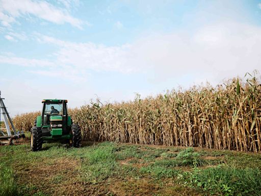 Forget Wheat or Rye — This Charleston Distillery Is Making 100% Corn Bourbon