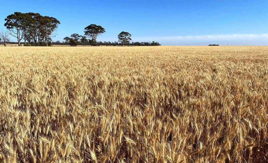 Wheat drives lift in NAB Rural Commodities index - Grain Central