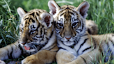 Cleveland Metroparks Zoo Asks for Help in Naming 2 New Tiger Cubs