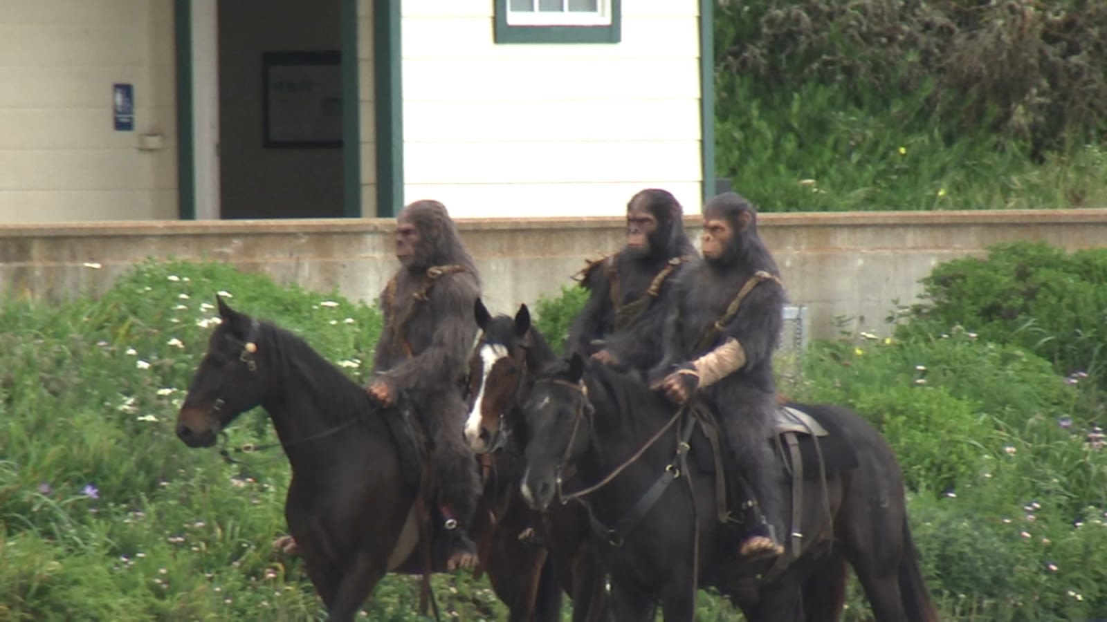 Horse-riding apes spotted in Bay Area to promote upcoming film, 'Kingdom of the Planet of the Apes'