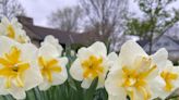 Over the Garden Fence: Spring's yard offerings