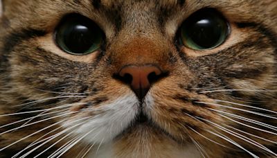 Fifth of cat owners ‘do not intend to get their pet microchipped’