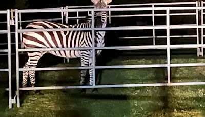 After six days, North Bend zebra finally corralled, but method questioned by locals