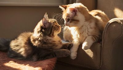 Fluffy Cats Wrestling Are Proof That Anything Can Be Turned into a Netflix Poster