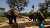 Elefante-asiático em zoológico dos EUA recebe vacina experimental contra vírus mortal da herpes