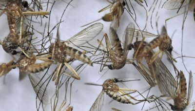 EEE found in Barnstable mosquitoes. It's the second case in Mass. this summer.
