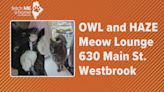 Fetch ME a Home: Meet cats Owl and Haze