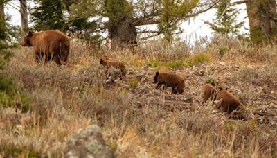 Five grizzly bear cubs make the largest litter in Yellowstone-area history