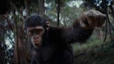 The Kingdom of the Planet of the Apes cast attended six weeks of 'ape school' to prepare them to do mo-cap for the first time ever