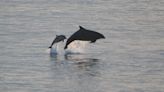 Bottlenose dolphins get their signature whistles from neighbourhoods they live in, study finds