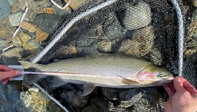 Fly fisherman ‘stunned’ at the size of his cutthroat trout record