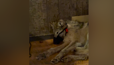 Images of injured wolf, muzzled in a bar, draw fury over Wyo. hunting laws