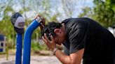 Calor extremo. Más mosquitos, cucarachas, roedores y virus entre los cambios por la transformación climática que modifica ecosistemas y replantea las grandes ciudades