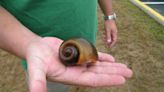 Invasive snails that can be deadly to humans found in North Carolina