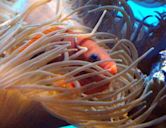 Amphiprion