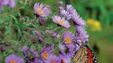 No yard? No problem. Here’s how to grow native plants in containers in Kansas City