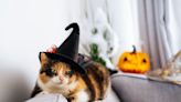 Funny Video Depicts How Pets Must Feel About Wearing Halloween Costumes