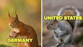 I Can't Believe How Different Squirrels Look In Other Countries