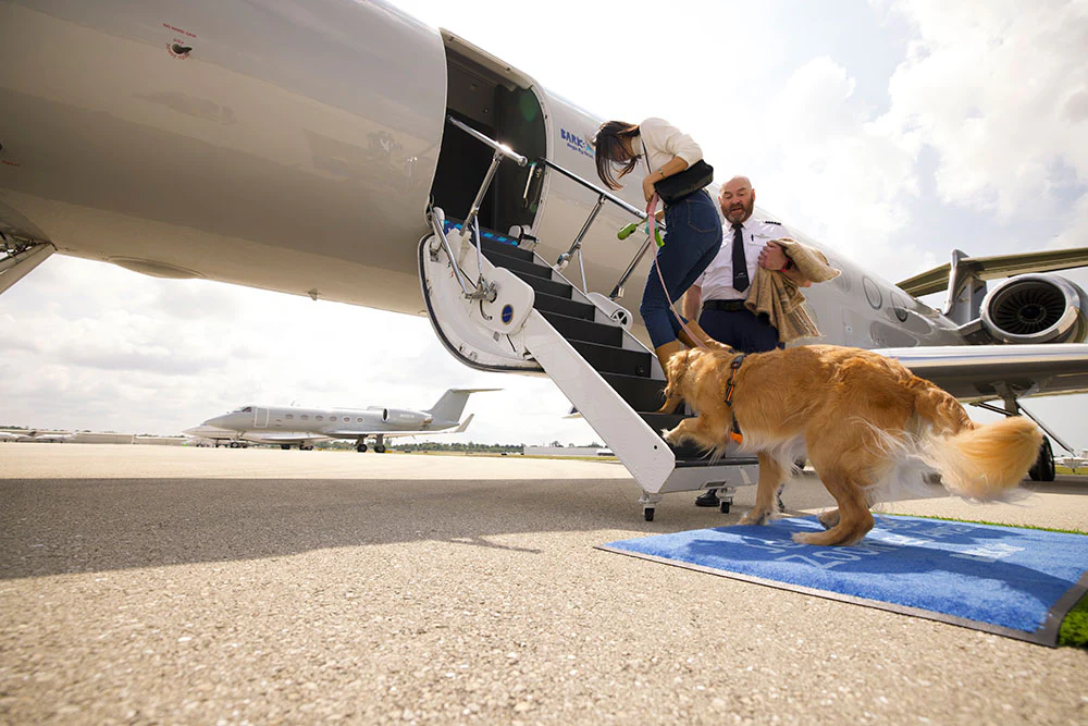 A New Airline for Dogs Takes Flight