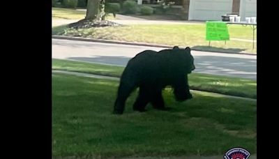 Black bear spotted in Amherst