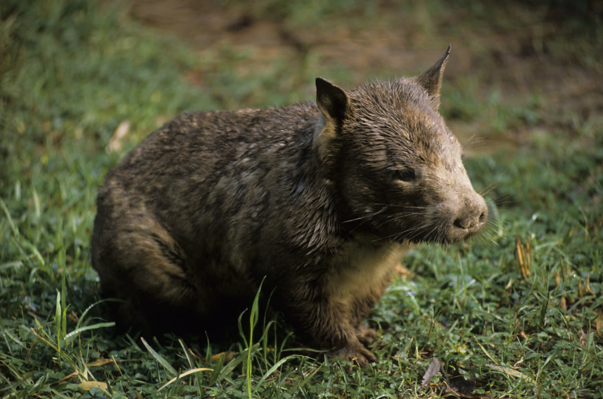 Video of Adorable Wombat Playing with Mom Is Making Everybody Smile