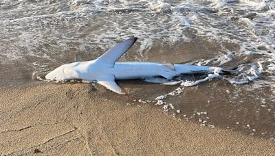 Muere un tiburón azul tras aparecer agonizando en la playa de El Masnou, Barcelona