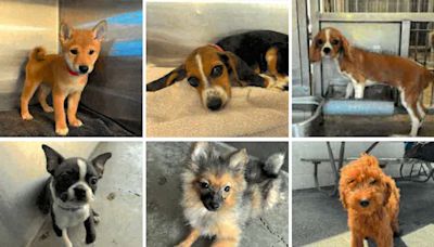 Takeaways from our investigation revealing California's brutal underground market for puppies