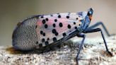 The spotted lanternfly is now in Illinois: What you need to know