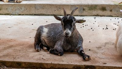 Pygmy Goat Hilariously 'Plays Dead' To Get Out of Walk with Mom