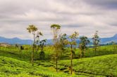 Valparai