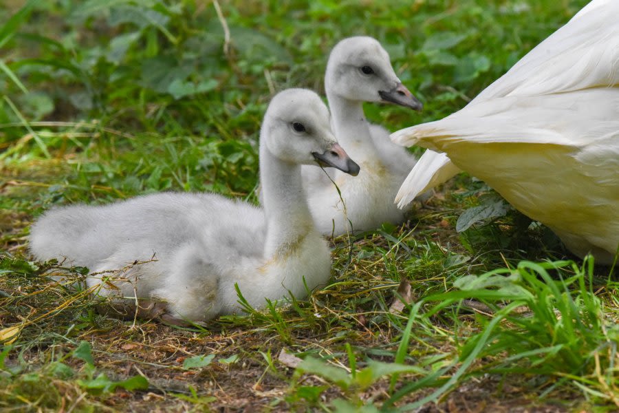 PHOTOS: 2 trumpeter swans hatch at Maryland Zoo